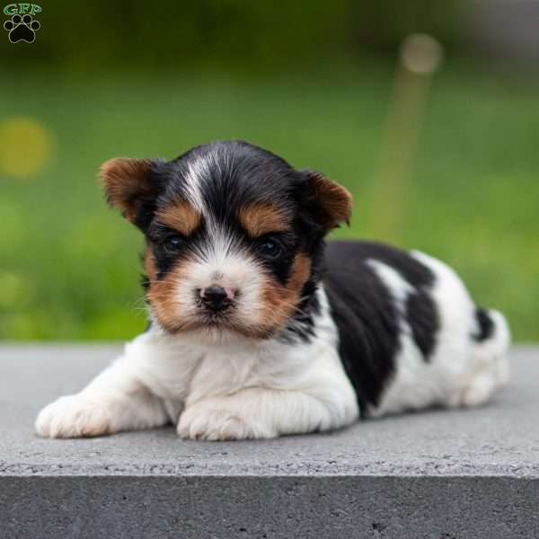 Daryl, Biewer Terrier Puppy